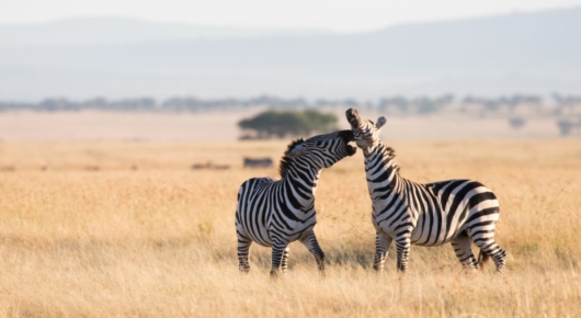 Tanzania and Kenya