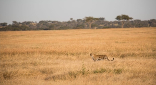 Tanzania and Kenya