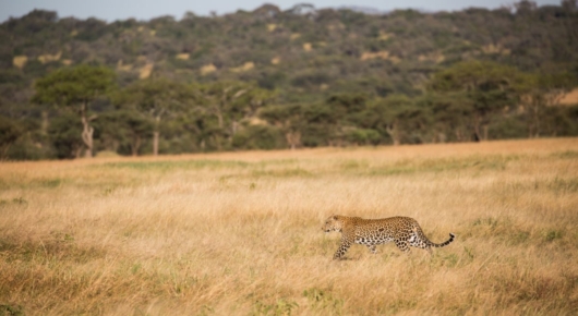 Tanzania and Kenya