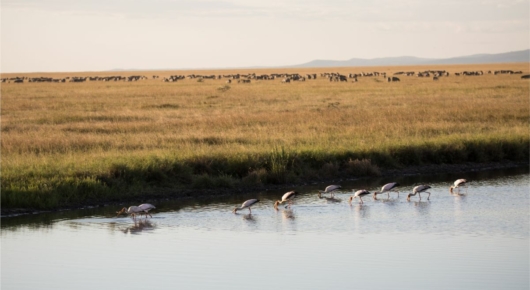 Tanzania and Kenya