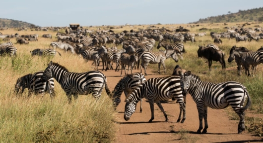 Tanzania and Kenya