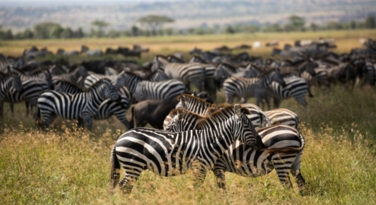 Tanzania and Kenya