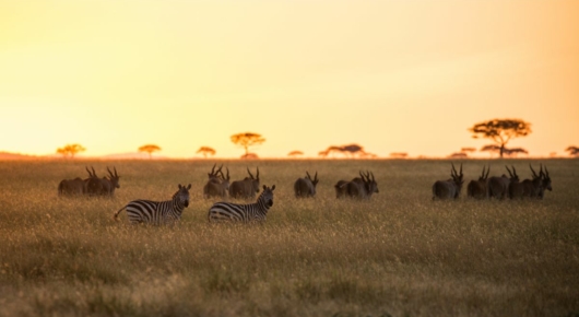 Tanzania and Kenya