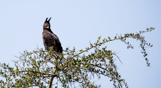 Tanzania and Kenya