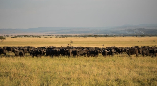 Tanzania and Kenya