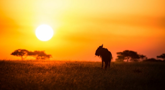 Tanzania and Kenya