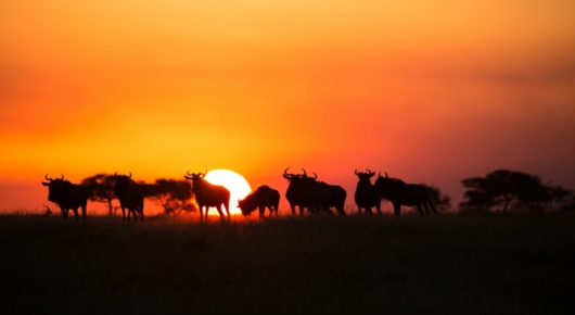 Tanzania and Kenya