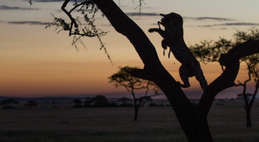 Tanzania and Kenya