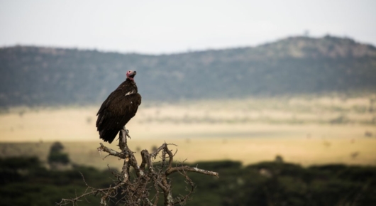 Tanzania and Kenya