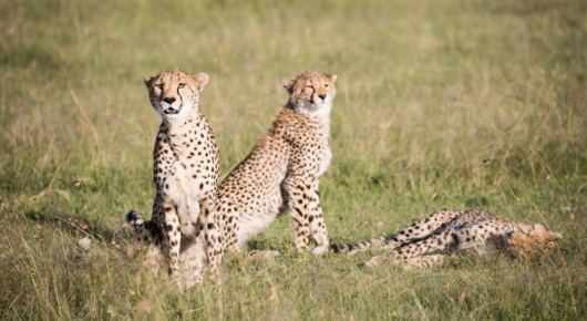 Tanzania and Kenya