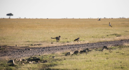 Tanzania and Kenya