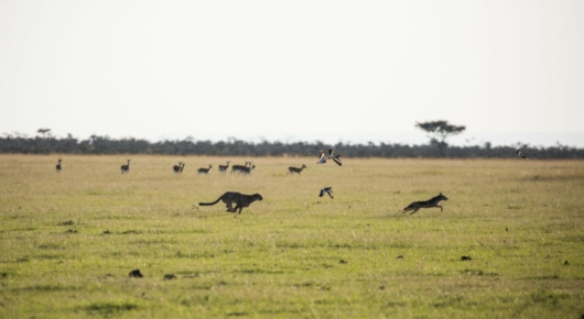 Tanzania and Kenya