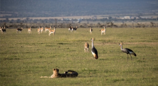Tanzania and Kenya