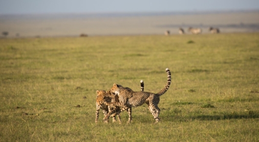 Tanzania and Kenya