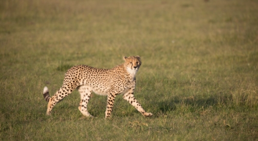 Tanzania and Kenya