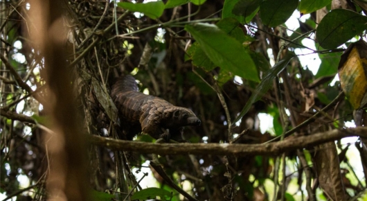 Congo and CAR