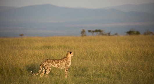 Tanzania and Kenya