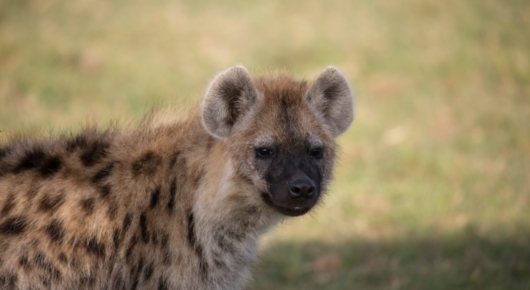 Tanzania and Kenya