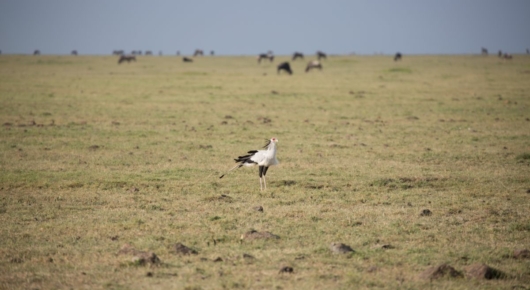 Tanzania and Kenya