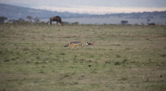Tanzania and Kenya