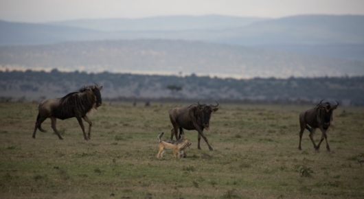 Tanzania and Kenya