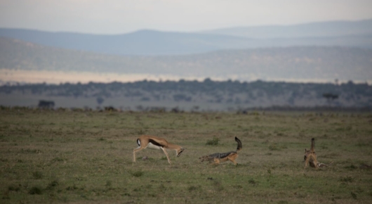 Tanzania and Kenya