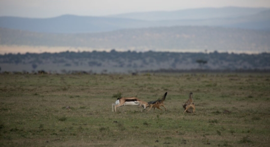 Tanzania and Kenya