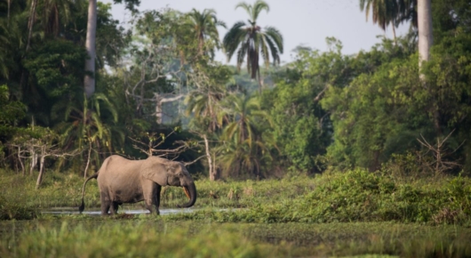 Congo and CAR