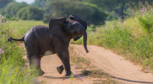 Tanzania and Kenya
