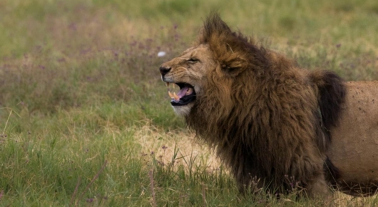 Tanzania and Kenya