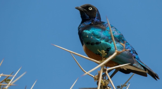 Tanzania and Kenya