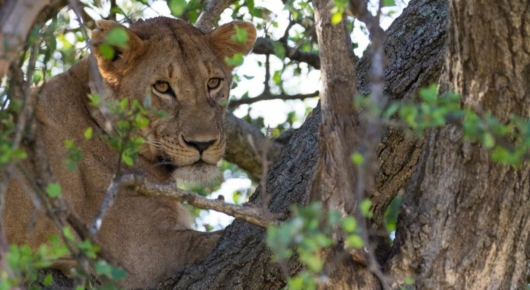 Tanzania and Kenya