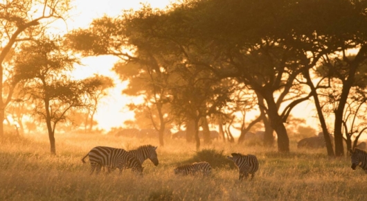 Tanzania and Kenya