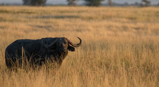 Tanzania and Kenya