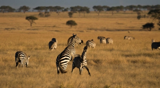 Tanzania and Kenya