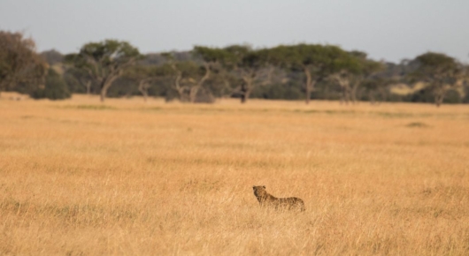 Tanzania and Kenya