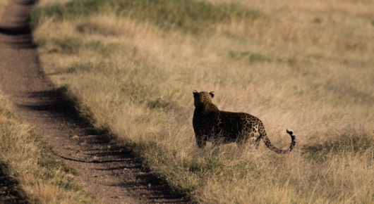 Tanzania and Kenya