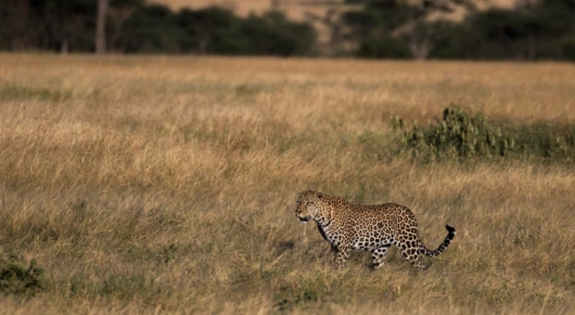 Tanzania and Kenya