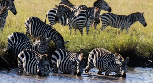 Tanzania and Kenya
