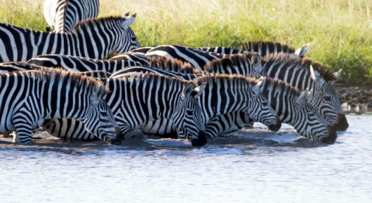 Tanzania and Kenya