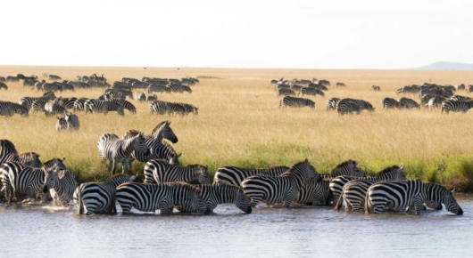 Tanzania and Kenya