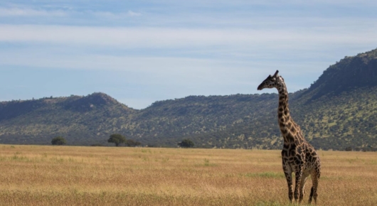 Tanzania and Kenya