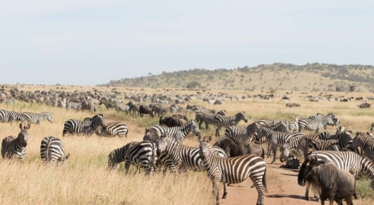 Tanzania and Kenya