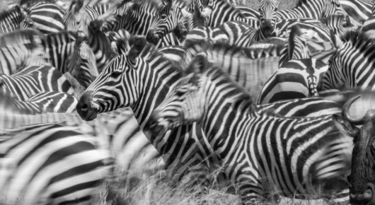 Tanzania and Kenya