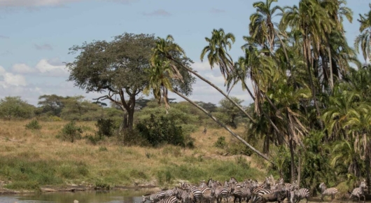 Tanzania and Kenya