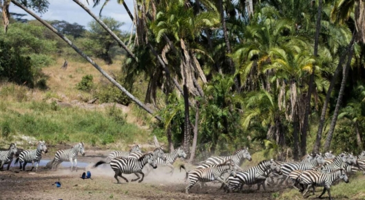 Tanzania and Kenya