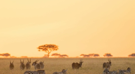 Tanzania and Kenya