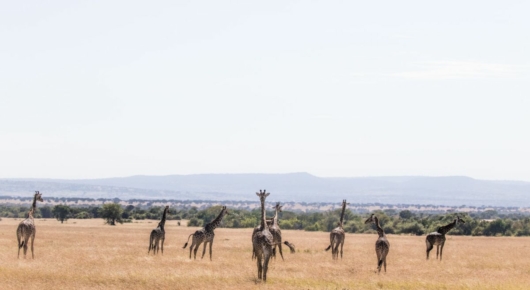 Tanzania and Kenya