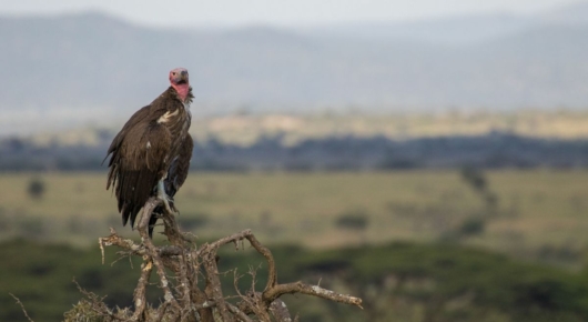 Tanzania and Kenya