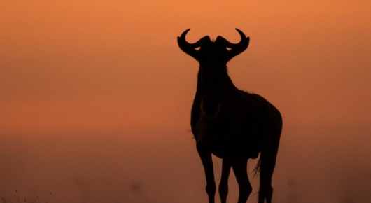 Tanzania and Kenya